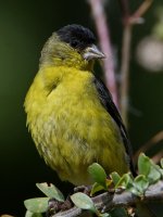 Goldfinch5.jpg