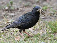 Starling6.jpg