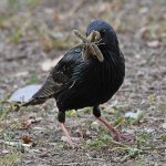 Starling7.jpg