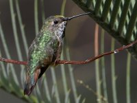 Hummer6.jpg