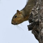 Squirrel.jpg
