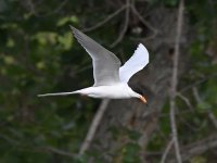 Tern.jpg
