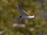 Tern4.jpg