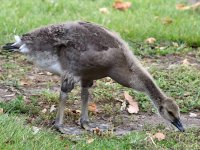 Gosling4.jpg