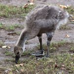 Gosling5.jpg