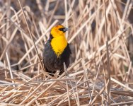 YellowHBB-226.jpg