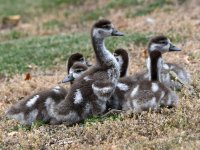 Goslings.jpg