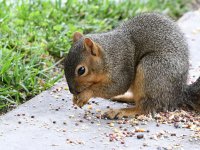 Squirrel.jpg