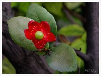 tiny-red-1.jpg