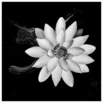 start-bw-1-5.jpg