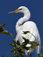 Egret2.jpg