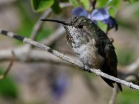 Hummer13.jpg