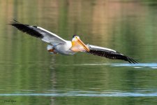 PelicanMouthFull-227.jpg