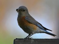 Bluebird2.jpg