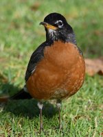Robin2.jpg
