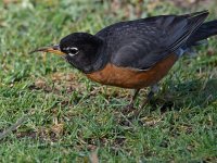 Robin3.jpg