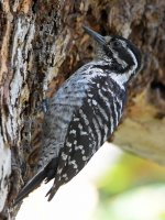 Woodpecker3.jpg