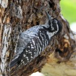 Woodpecker4.jpg