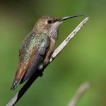 Hummer10.jpg
