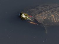 Turtle.jpg