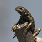 Lizard3.jpg
