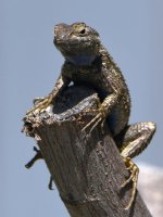Lizard5.jpg