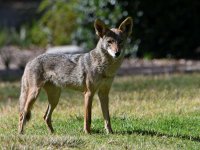 Coyote.jpg