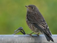 Bluebird4.jpg