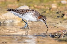 RedNeckedPhalarope-228.jpg