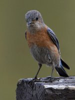 Bluebird.jpg