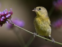 Goldfinch2.jpg