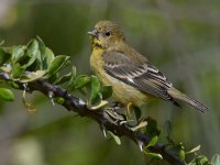 Goldfinch5.jpg