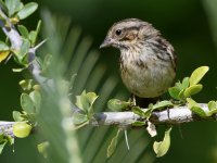 Sparrow2.jpg