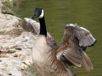 Goose2.jpg