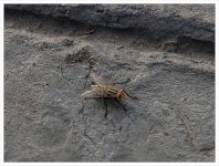 fly-1.jpg