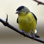 Goldfinch2.jpg