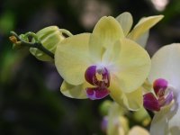 Orchid.jpg