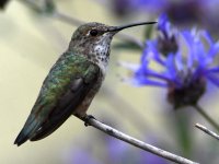 Hummer7.jpg
