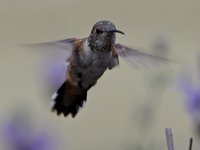 Hummer8.jpg