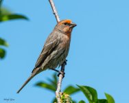 HouseFinch-242.jpg