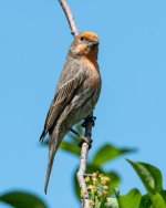 HouseFinch-241.jpg