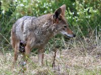 Coyote2.jpg