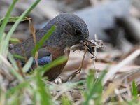 Bluebird3.jpg