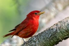 RD5_2300-Summer Tanager.jpg