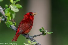 RD5_2313-Summer Tanager.jpg