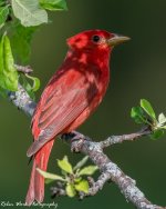RD5_2345-Summer Tanager.jpg