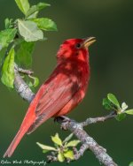 RD5_2349-Summer Tanager.jpg