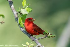 RD5_2355-Summer Tanager.jpg
