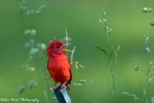 RD5_2383-Summer Tanager.jpg