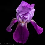 R81_9365-Iris.jpg